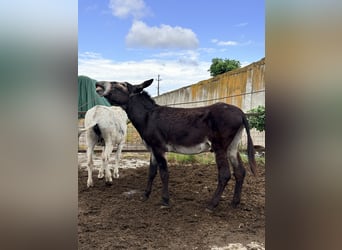 Asini, Stallone, 7 Anni, 151 cm, Morello