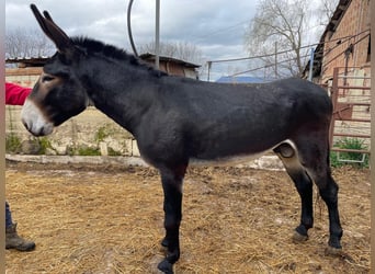 Asini, Stallone, 7 Anni, 153 cm, Morello