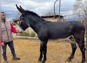 Asini, Stallone, 7 Anni, 153 cm, Morello