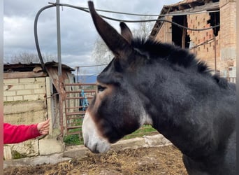 Asini, Stallone, 7 Anni, 153 cm, Morello
