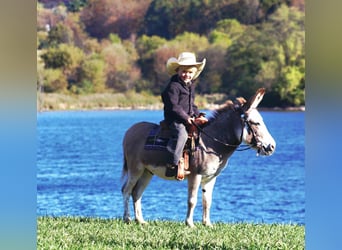 Asini, Stallone, 7 Anni, 81 cm, Grigio