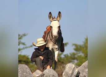 Asini, Stallone, 7 Anni, 81 cm, Grigio