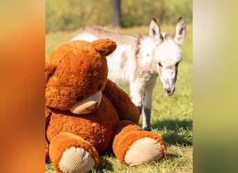 Asini, Stallone, Puledri (01/2026), 64 cm, Pezzato