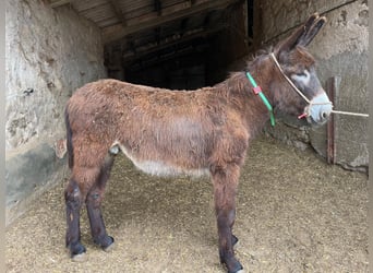 Åsna, Hingst, 2 år, 145 cm, Svart