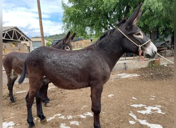 Åsna, Hingst, 2 år, 147 cm, Svart