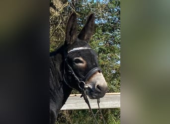 Åsna, Hingst, 4 år, 120 cm, Svart