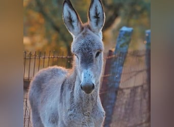 Åsna, Hingst, Föl (07/2024), 122 cm, Kan vara vit