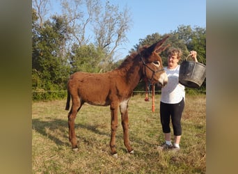 Åsna, Hingst, Föl (04/2024), 150 cm, Svart