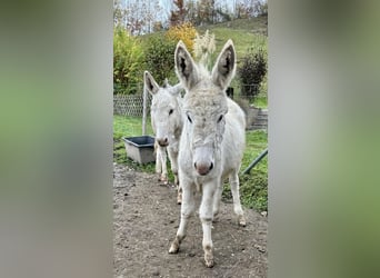 Åsna, Hingst, Föl (05/2024), 84 cm, Grå