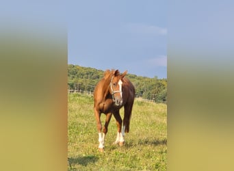 Assiano, Giumenta, 16 Anni, 165 cm, Sauro