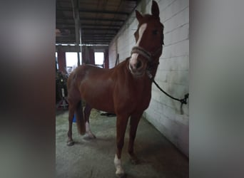 Assiano, Giumenta, 20 Anni, 163 cm, Sauro