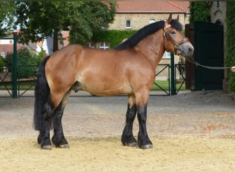 Rhenisch-German Heavy Draft, Stallion, 8 years, 16.1 hh, Brown