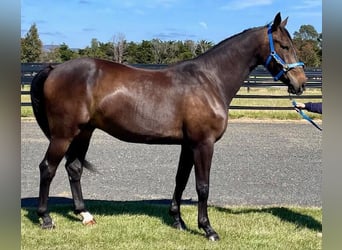 Australian Stock Horse, Hongre, 5 Ans, 165 cm, Bai
