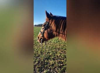 Australische pony Mix, Merrie, 19 Jaar, 160 cm, Vos