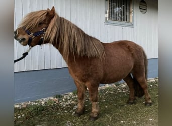 Australisches Pony, Hengst, 2 Jahre, Brauner