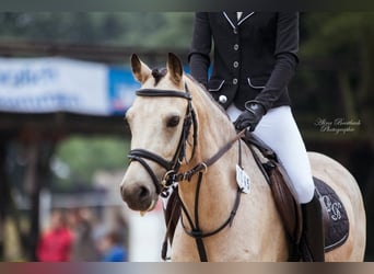 Australisches Pony, Wallach, 16 Jahre, 138 cm, Falbe