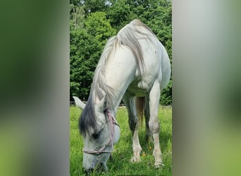 Austriacki koń gorącokrwisty, Klacz, 10 lat, 155 cm, Siwa jabłkowita