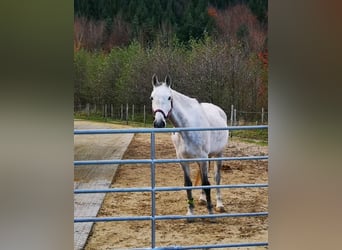Austriacki koń gorącokrwisty, Klacz, 10 lat, 164 cm, Siwa