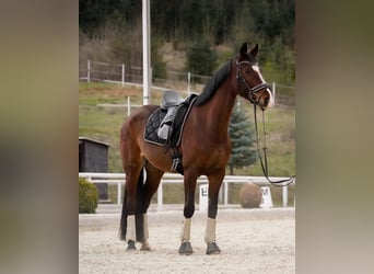 Austriacki koń gorącokrwisty, Klacz, 10 lat, 165 cm, Gniada