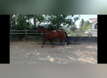 Austriacki koń gorącokrwisty, Klacz, 10 lat, 165 cm, Gniada