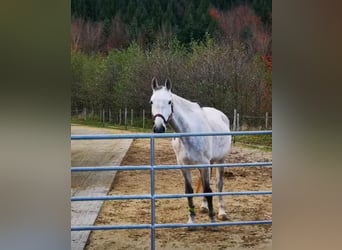 Austriacki koń gorącokrwisty, Klacz, 10 lat, 165 cm, Siwa