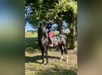 Austriacki koń gorącokrwisty, Klacz, 10 lat, 168 cm, Ciemnogniada