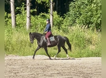 Austriacki koń gorącokrwisty, Klacz, 10 lat, 168 cm, Ciemnogniada