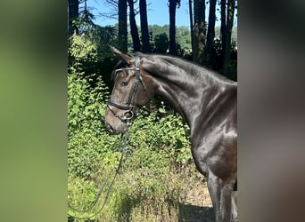Austriacki koń gorącokrwisty, Klacz, 10 lat, 168 cm, Ciemnogniada