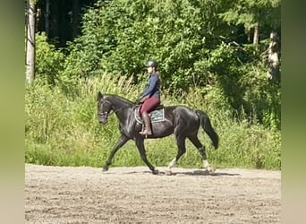 Austriacki koń gorącokrwisty, Klacz, 10 lat, 168 cm, Ciemnogniada