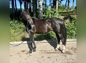 Austriacki koń gorącokrwisty, Klacz, 10 lat, 168 cm, Ciemnogniada