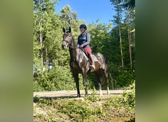 Austriacki koń gorącokrwisty, Klacz, 10 lat, 168 cm, Ciemnogniada