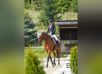 Austriacki koń gorącokrwisty, Klacz, 10 lat, 170 cm, Gniada