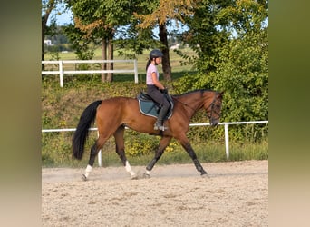 Austriacki koń gorącokrwisty, Klacz, 10 lat, 173 cm, Gniada