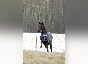 Austriacki koń gorącokrwisty, Klacz, 11 lat, 150 cm, Gniada