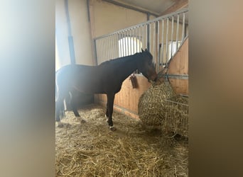 Austriacki koń gorącokrwisty, Klacz, 11 lat, 160 cm, Gniada