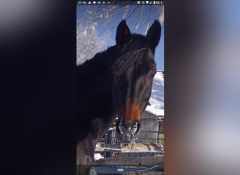 Austriacki koń gorącokrwisty, Klacz, 11 lat, 166 cm