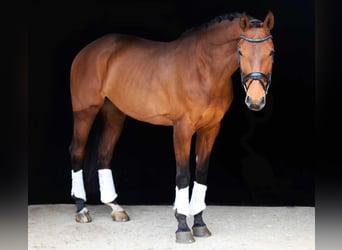 Austriacki koń gorącokrwisty, Klacz, 11 lat, 169 cm, Gniada