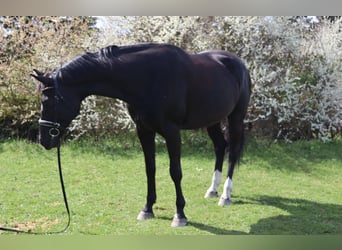 Austriacki koń gorącokrwisty, Klacz, 12 lat, 170 cm, Kara