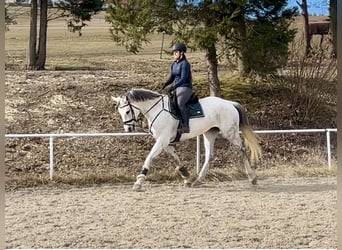 Austriacki koń gorącokrwisty, Klacz, 13 lat, 170 cm, Siwa