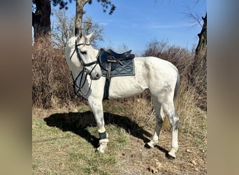 Austriacki koń gorącokrwisty, Klacz, 13 lat, 170 cm, Siwa