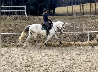 Austriacki koń gorącokrwisty, Klacz, 13 lat, 170 cm, Siwa