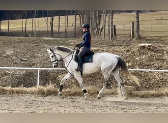 Austriacki koń gorącokrwisty, Klacz, 13 lat, 170 cm, Siwa