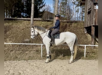 Austriacki koń gorącokrwisty, Klacz, 13 lat, 170 cm, Siwa