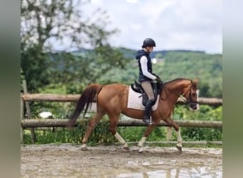 Austriacki koń gorącokrwisty, Klacz, 14 lat, 154 cm, Kasztanowata