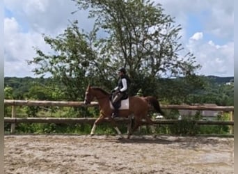 Austriacki koń gorącokrwisty, Klacz, 14 lat, 154 cm, Kasztanowata