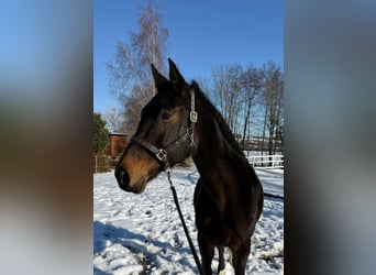 Austriacki koń gorącokrwisty, Klacz, 14 lat, 165 cm, Ciemnogniada