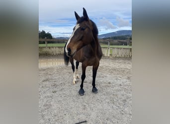 Austriacki koń gorącokrwisty, Klacz, 14 lat, 170 cm, Gniada