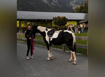 Austriacki koń gorącokrwisty, Klacz, 15 lat, 148 cm, Srokata