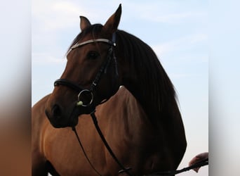 Austriacki koń gorącokrwisty, Klacz, 15 lat, 155 cm, Gniada
