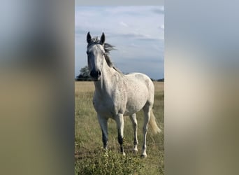 Austriacki koń gorącokrwisty, Klacz, 15 lat, 165 cm, Siwa